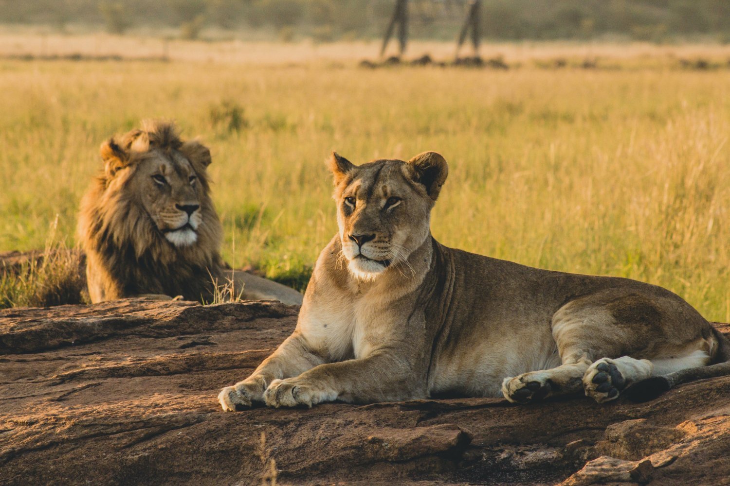 serengeti-lion
